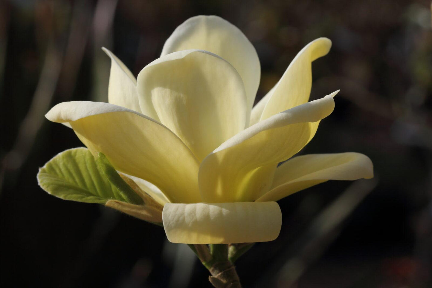 Magnolia Lois Single Stem - View 17 from www redcrocus com