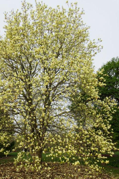 Magnolia Lois Single Stem - View 18 from www redcrocus com