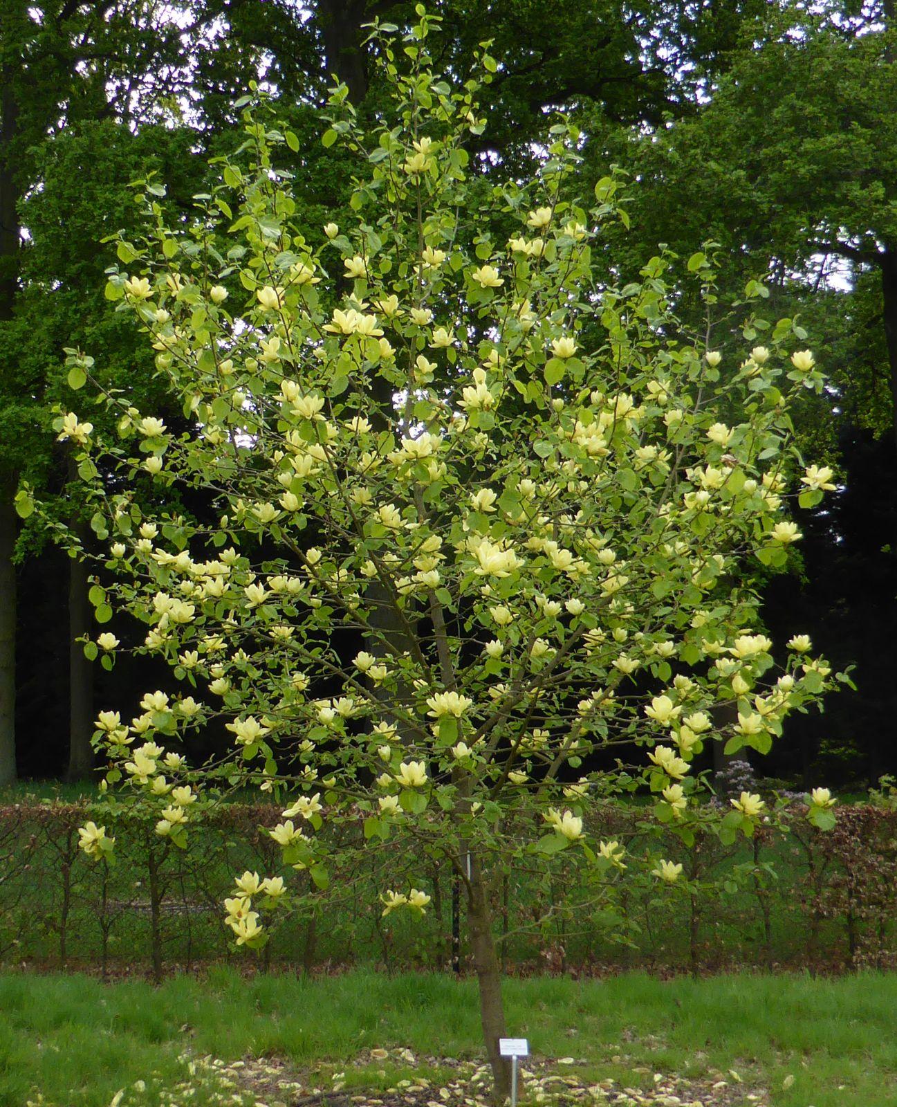 Magnolia Lois Single Stem - View 19 from www redcrocus com