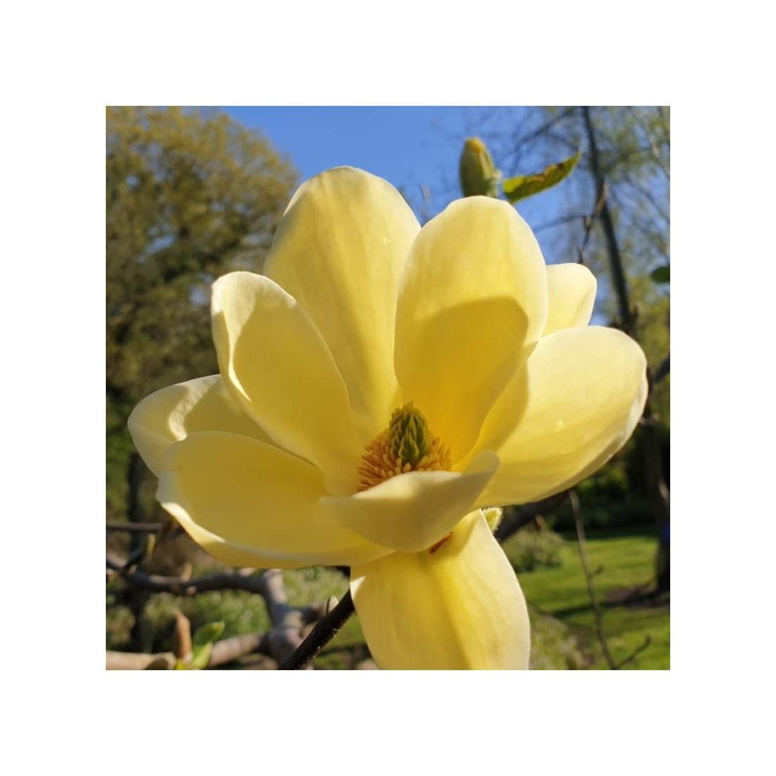 Magnolia Lois Single Stem - View 2 from www redcrocus com
