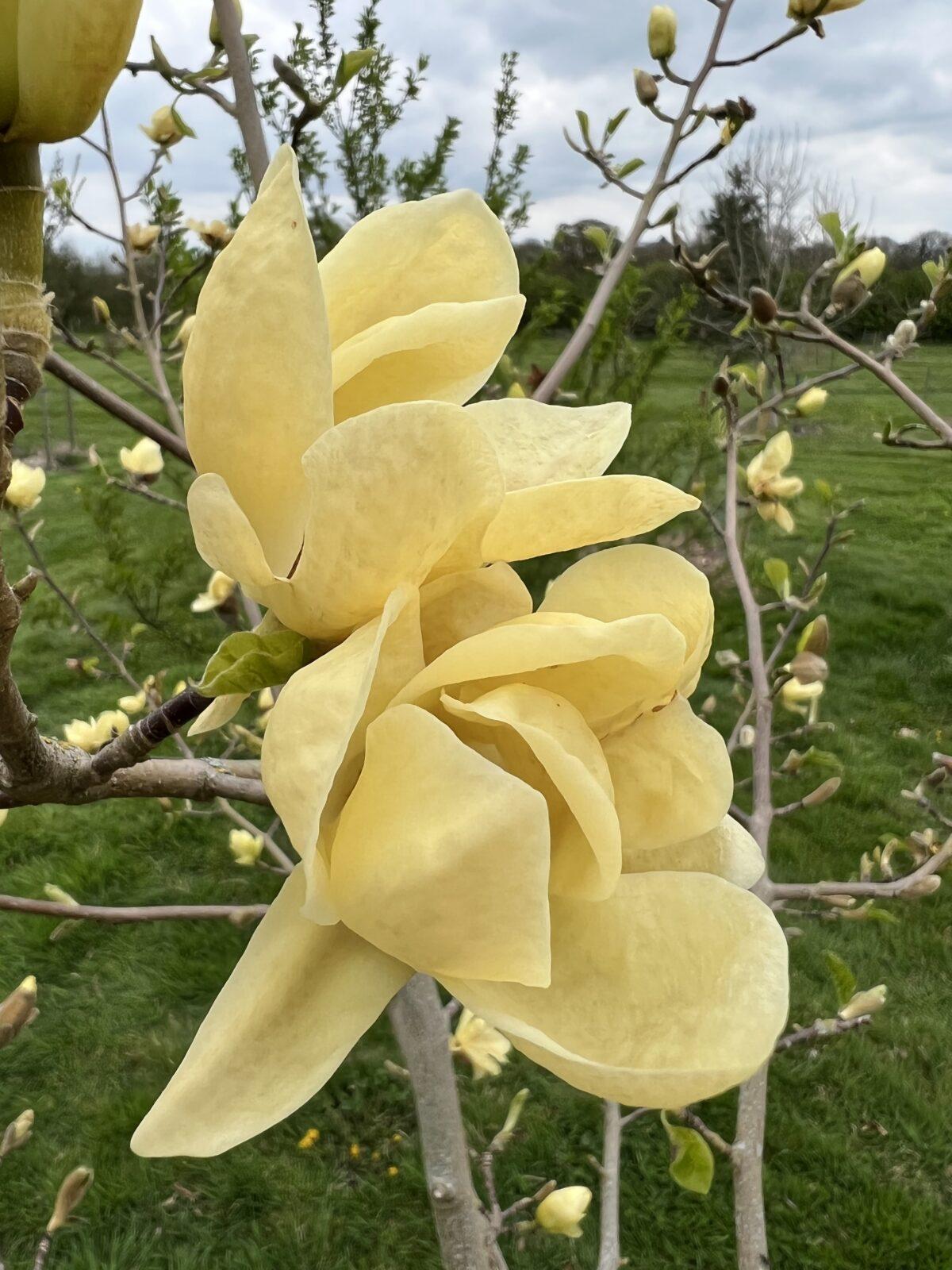 Magnolia Lois Single Stem - View 4 from www redcrocus com