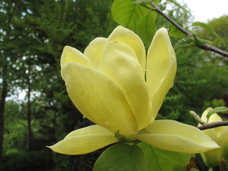 Magnolia Lois Single Stem - View 5 from www redcrocus com