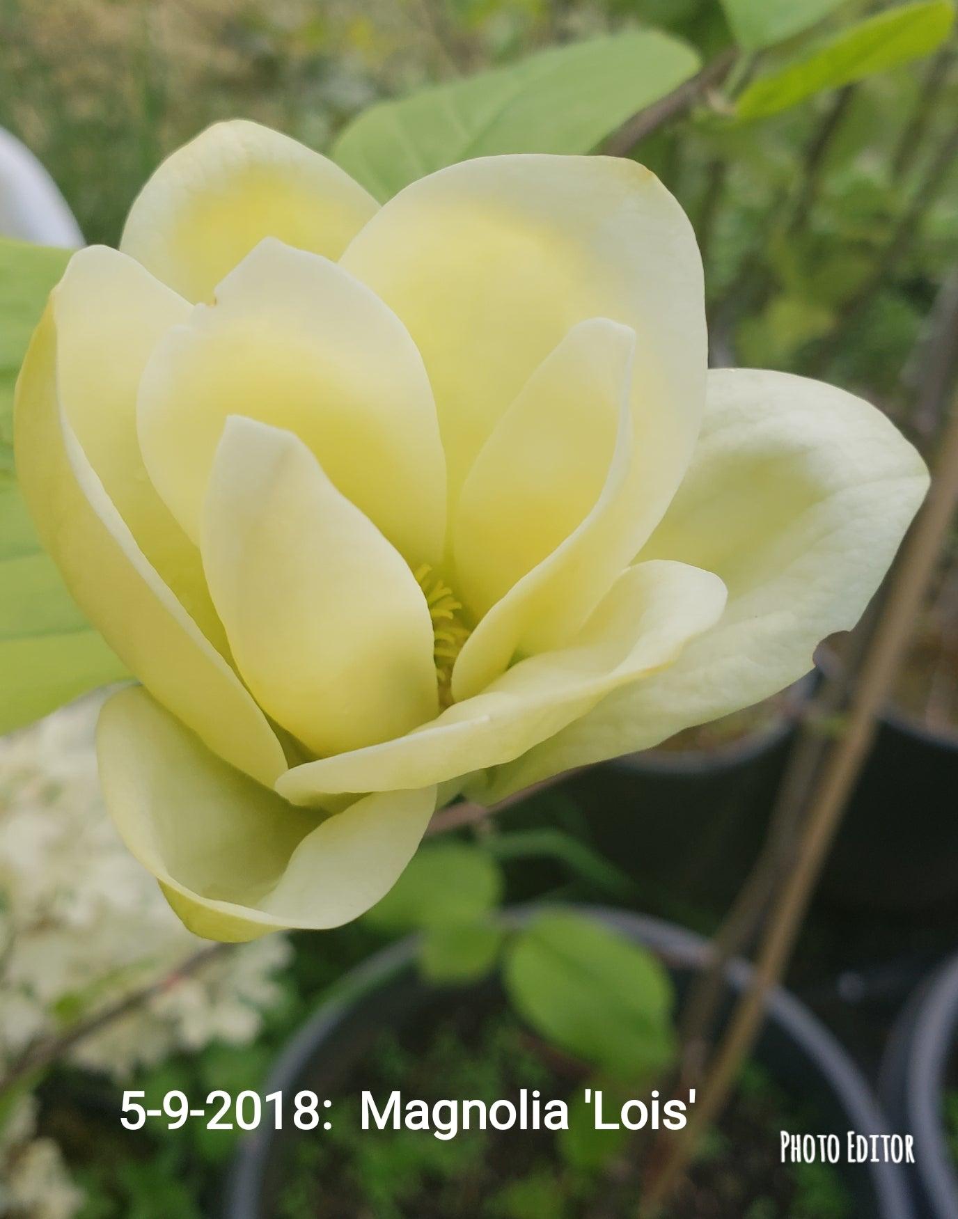 Magnolia Lois Single Stem - View 6 from www redcrocus com