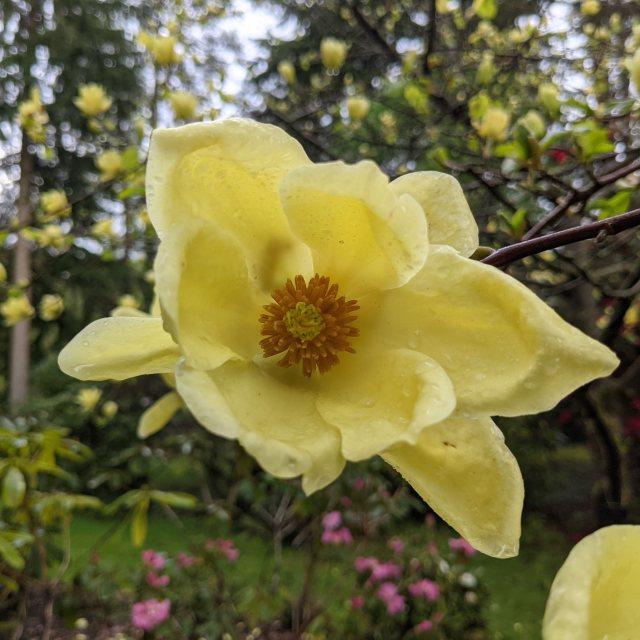 Magnolia Lois Single Stem - View 7 from www redcrocus com