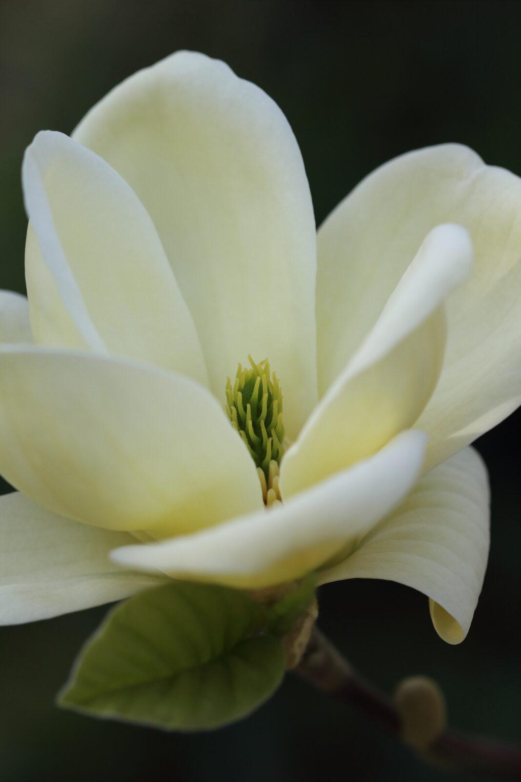 Magnolia Lois Single Stem - View 8 from www redcrocus com