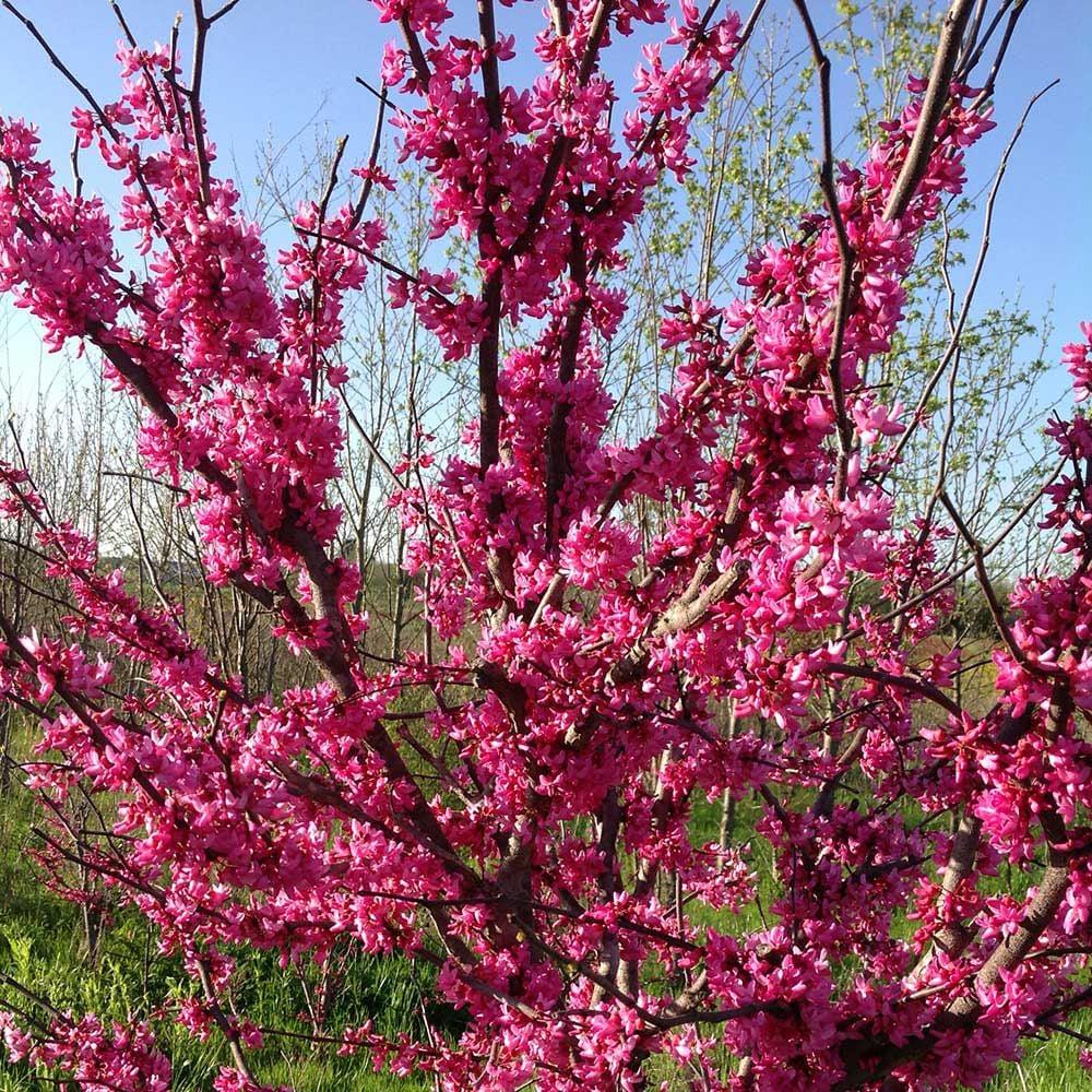 Cercis Canadensis Appalachian Red Single Stem - View 5 from www redcrocus com