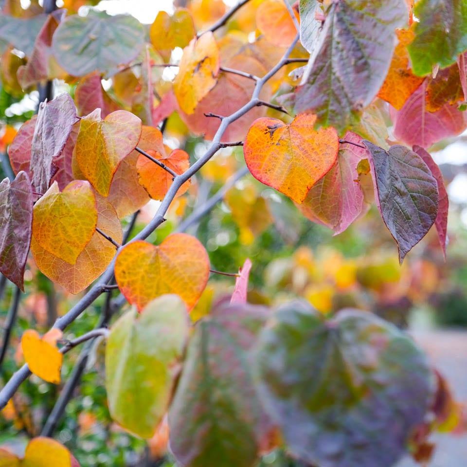 Cercis Canadensis Forest Pansy Single Stem - View 16 from www redcrocus com
