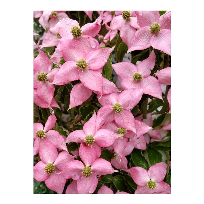 Cornus Kousa Scarlet Fire Single Stem - View 10 from www redcrocus com