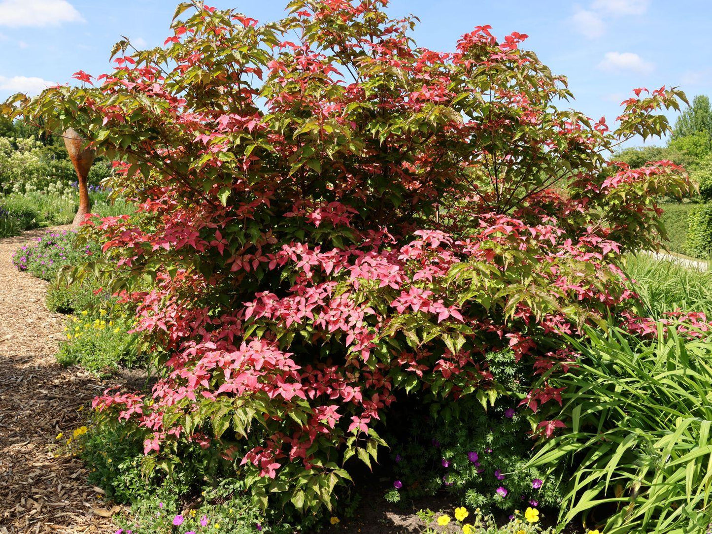 Cornus Kousa Scarlet Fire Single Stem - View 11 from www redcrocus com