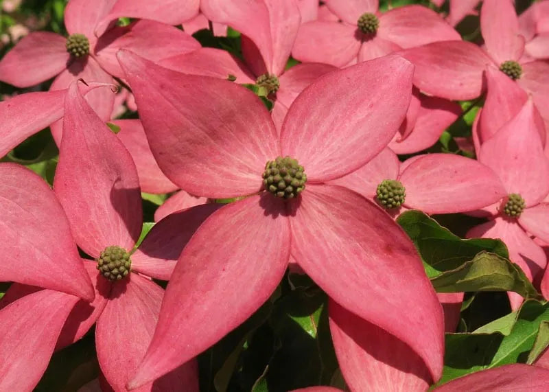 Cornus Kousa Scarlet Fire Single Stem - View 12 from www redcrocus com