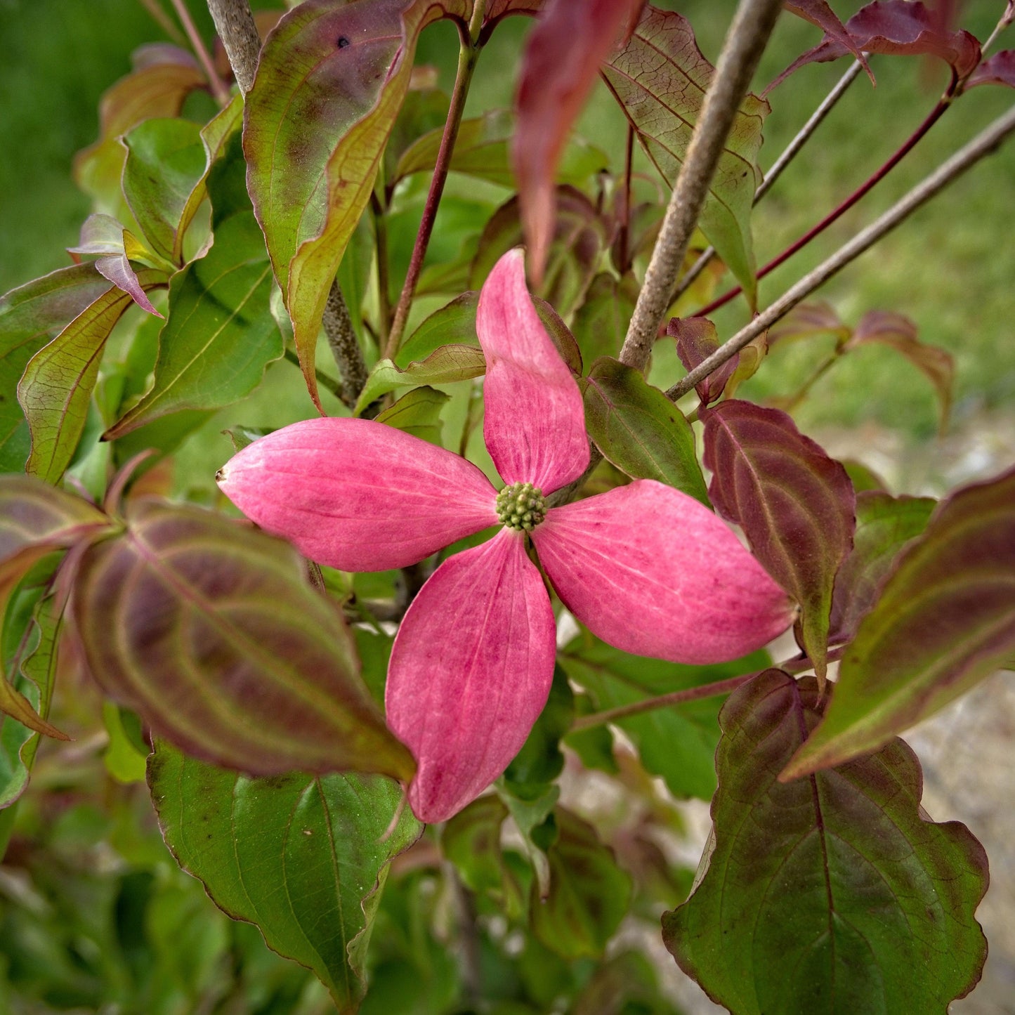 Cornus Kousa Scarlet Fire Single Stem - View 12 from www redcrocus com
