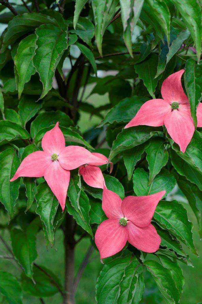 Cornus Kousa Scarlet Fire Single Stem - View 13 from www redcrocus com