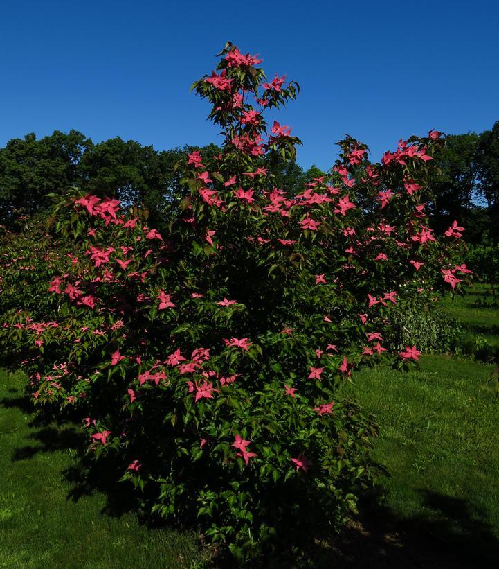 Cornus Kousa Scarlet Fire Single Stem - View 15 from www redcrocus com