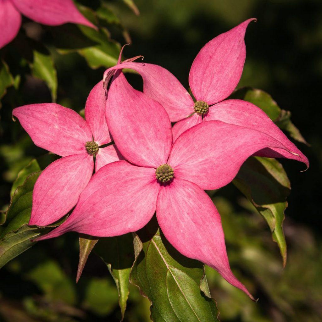 Cornus Kousa Scarlet Fire Single Stem - View 2 from www redcrocus com