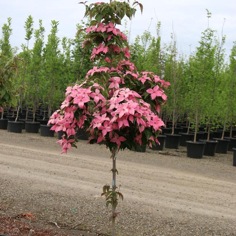 Cornus Kousa Scarlet Fire Single Stem - View 3 from www redcrocus com