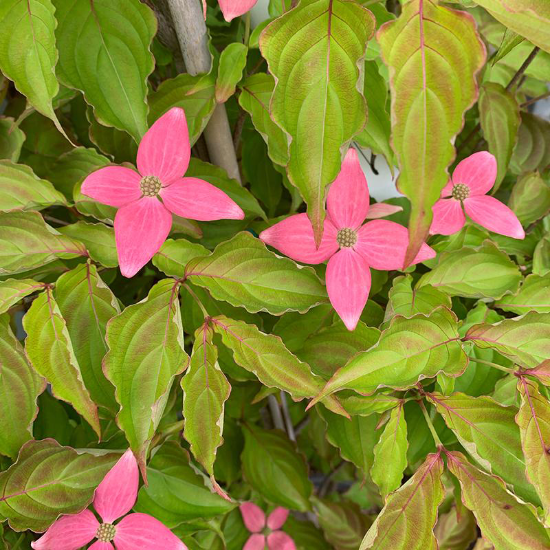 Cornus Kousa Scarlet Fire Single Stem - View 3 from www redcrocus com