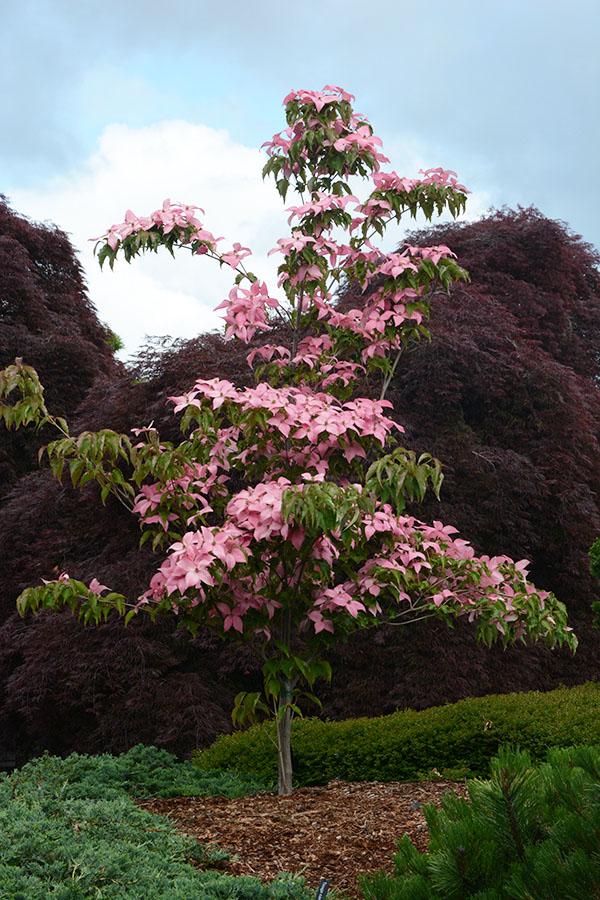 Cornus Kousa Scarlet Fire Single Stem - View 5 from www redcrocus com