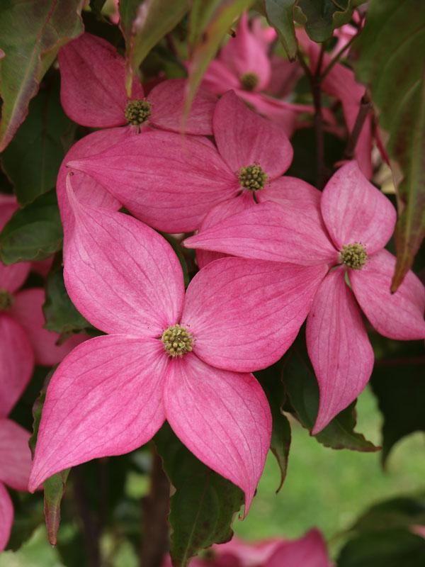 Cornus Kousa Scarlet Fire Single Stem - View 6 from www redcrocus com