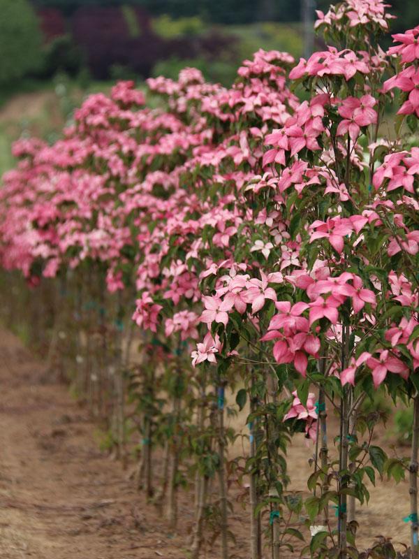 Cornus Kousa Scarlet Fire Single Stem - View 7 from www redcrocus com