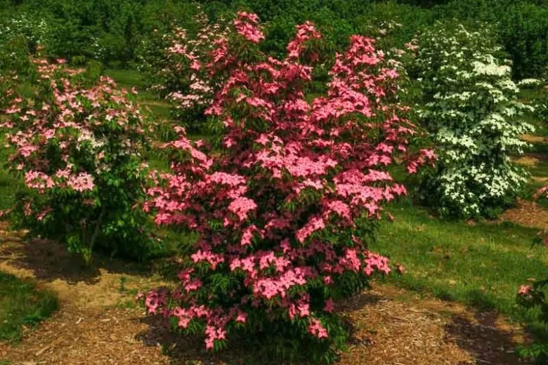 Cornus Kousa Scarlet Fire Single Stem - View 8 from www redcrocus com