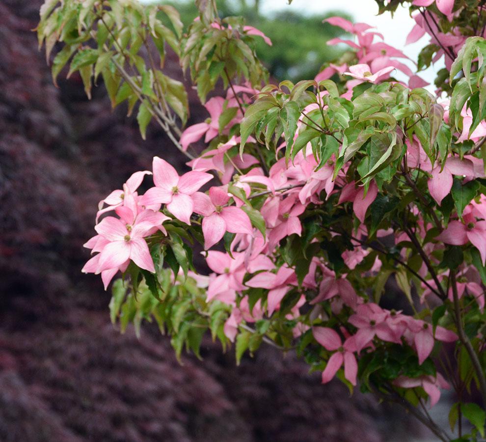 Cornus Kousa Scarlet Fire Single Stem - View 8 from www redcrocus com