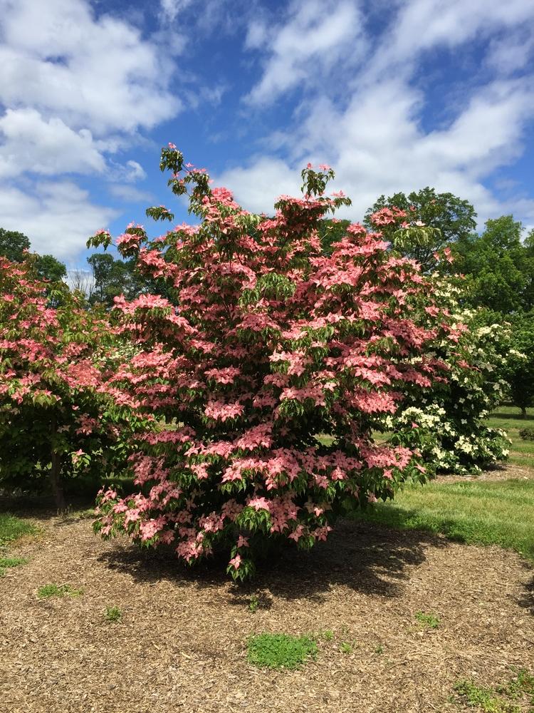 Cornus Kousa Scarlet Fire Single Stem - View 9 from www redcrocus com
