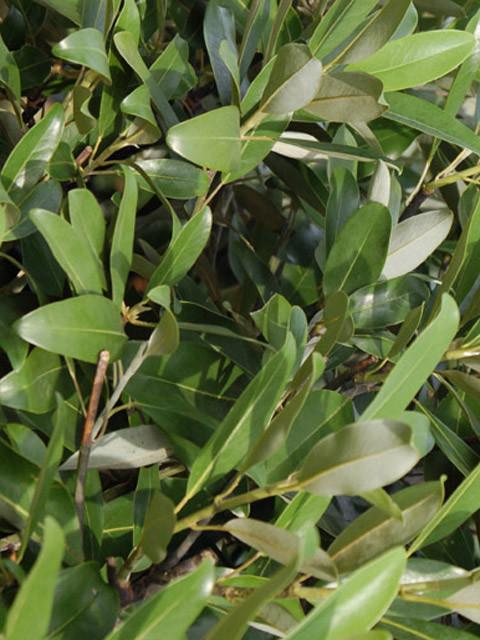 Magnolia Virginiana Green Shadow Single Stem - View 11 from www redcrocus com