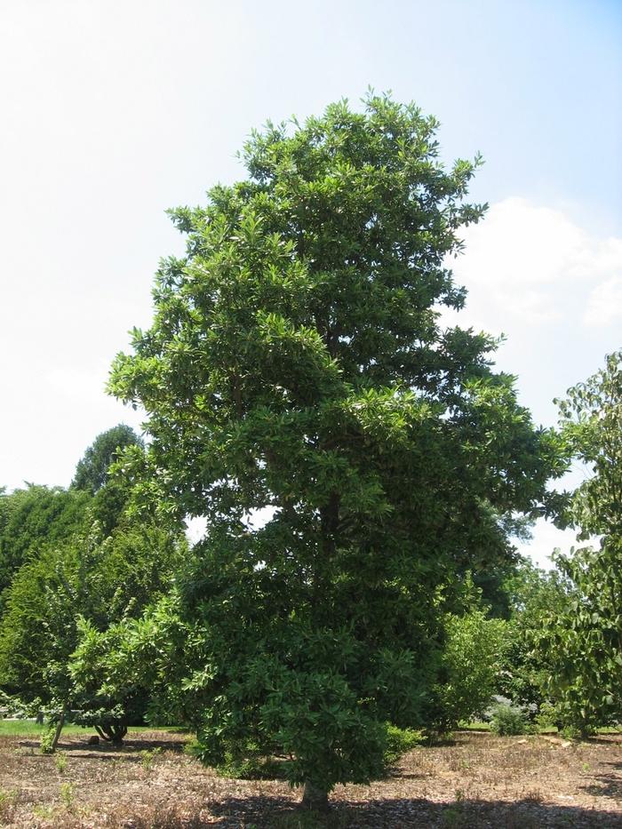 Magnolia Virginiana Green Shadow Single Stem - View 12 from www redcrocus com