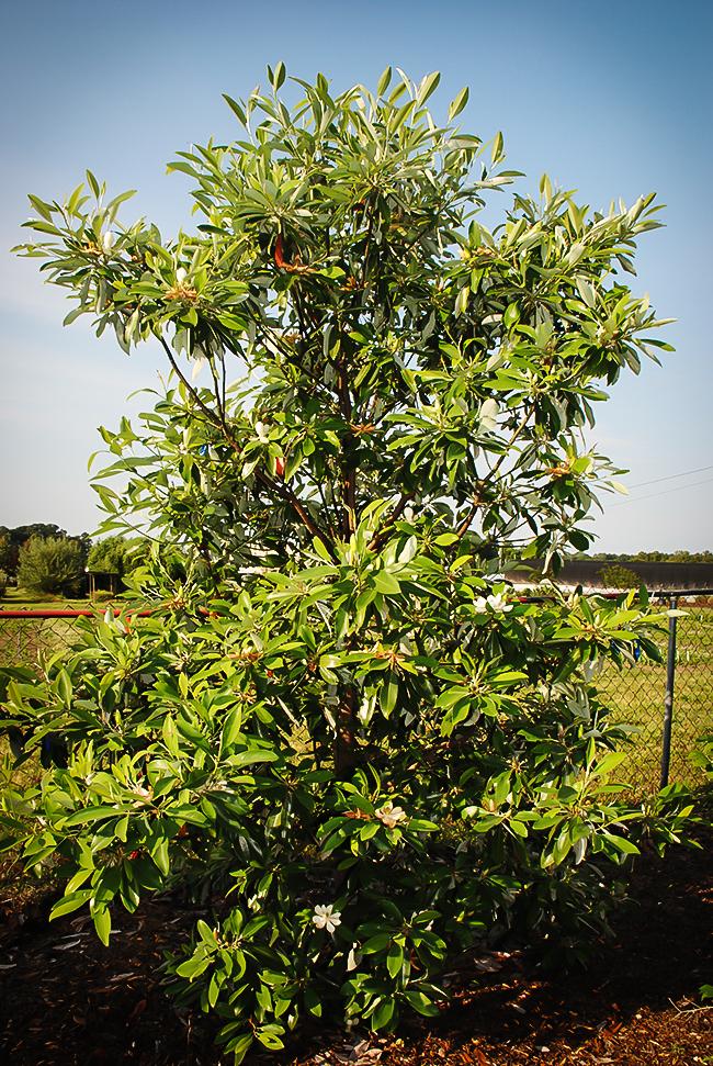 Magnolia Virginiana Green Shadow Single Stem - View 2 from www redcrocus com
