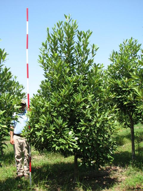 Magnolia Virginiana Green Shadow Single Stem - View 3 from www redcrocus com
