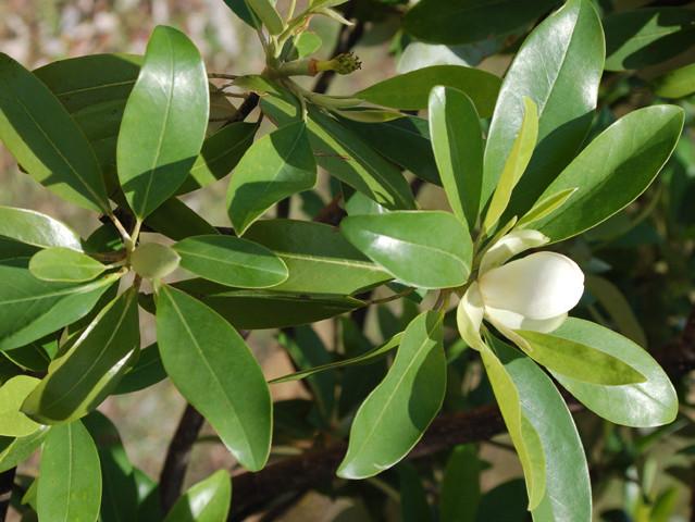 Magnolia Virginiana Green Shadow Single Stem - View 4 from www redcrocus com