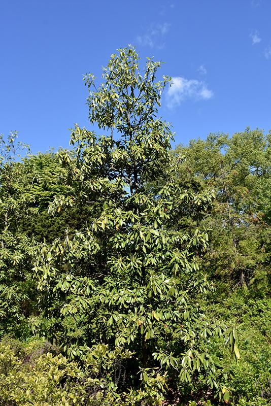 Magnolia Virginiana Green Shadow Single Stem - View 5 from www redcrocus com