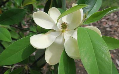Magnolia Virginiana Green Shadow Single Stem - View 6 from www redcrocus com