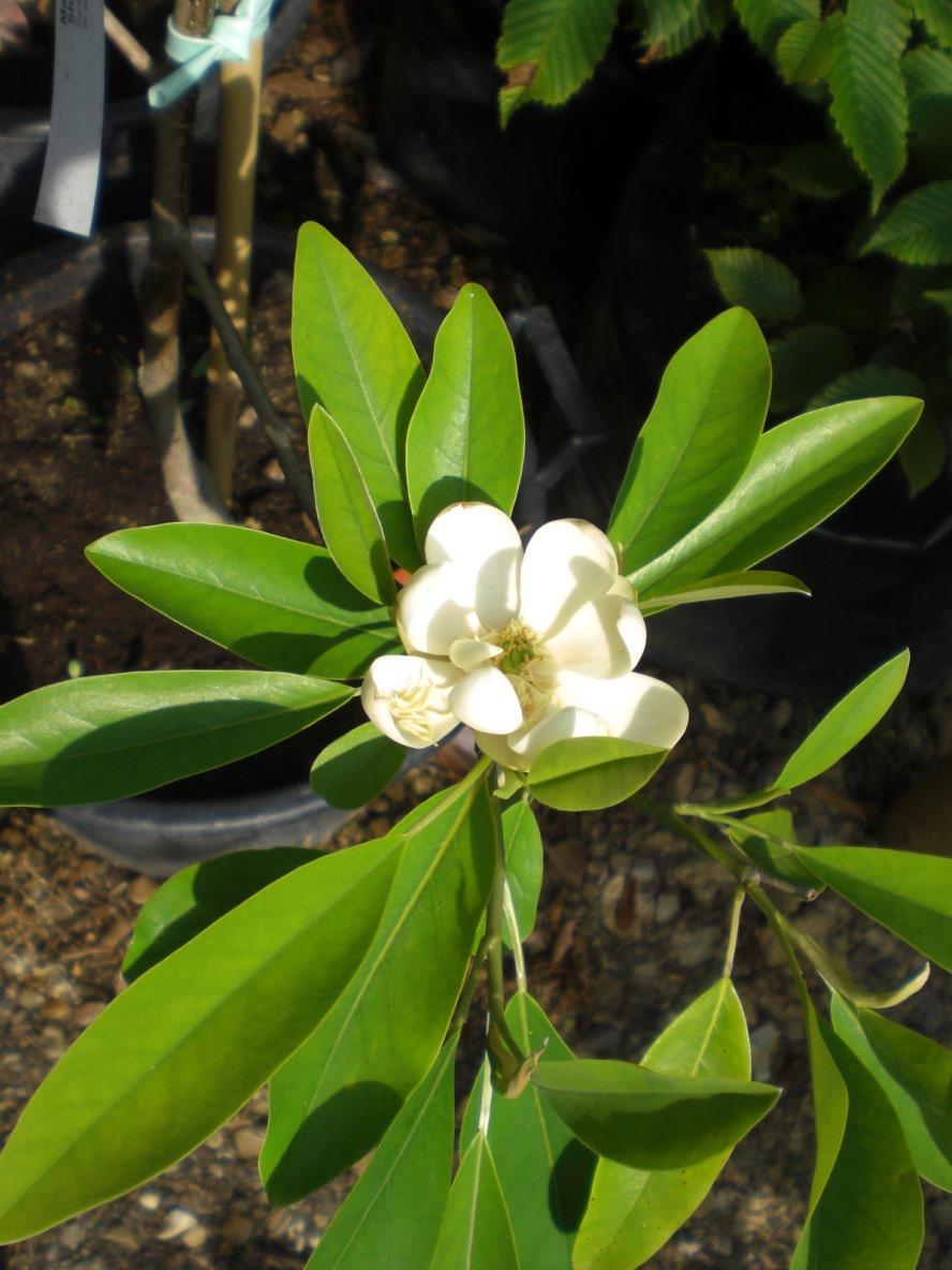 Magnolia Virginiana Green Shadow Single Stem - View 7 from www redcrocus com