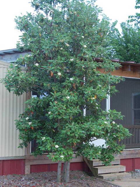 Magnolia Virginiana Green Shadow Single Stem - View 8 from www redcrocus com
