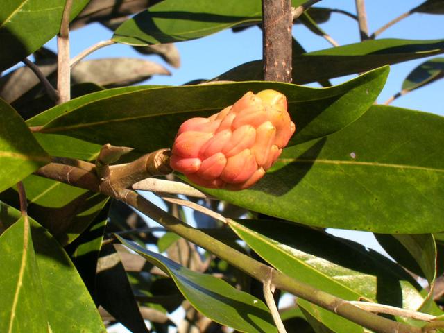 Magnolia Virginiana Green Shadow Single Stem - View 9 from www redcrocus com