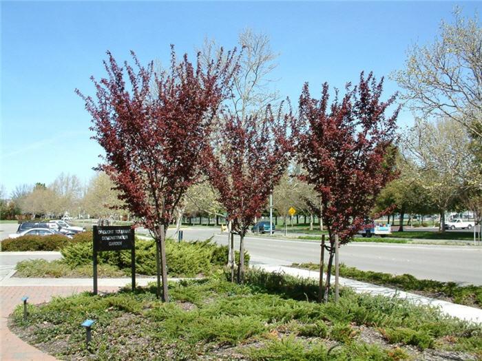 Prunus Cerasifera Thundercloud Single Stem - View 14 from www redcrocus com