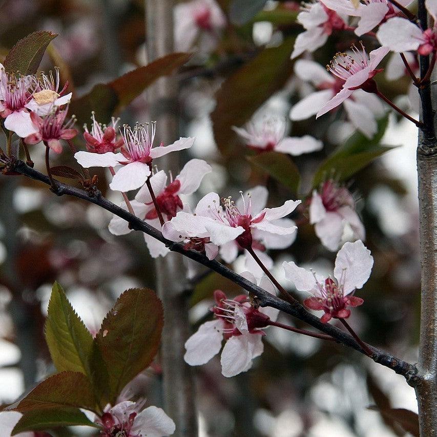 Prunus Cerasifera Thundercloud Single Stem - View 17 from www redcrocus com