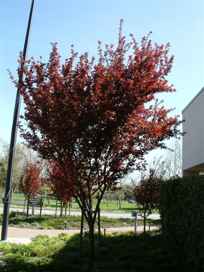 Prunus Cerasifera Thundercloud Single Stem - View 4 from www redcrocus com