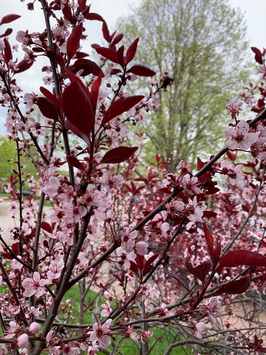 Prunus Cerasifera Thundercloud Single Stem - View 6 from www redcrocus com