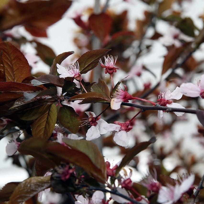 Prunus Cerasifera Thundercloud Single Stem - View 7 from www redcrocus com
