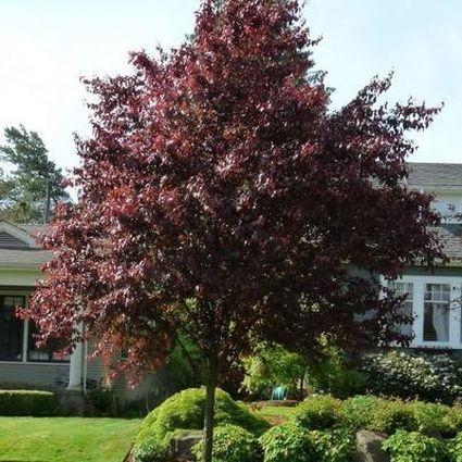 Prunus Cerasifera Thundercloud Single Stem - View 8 from www redcrocus com