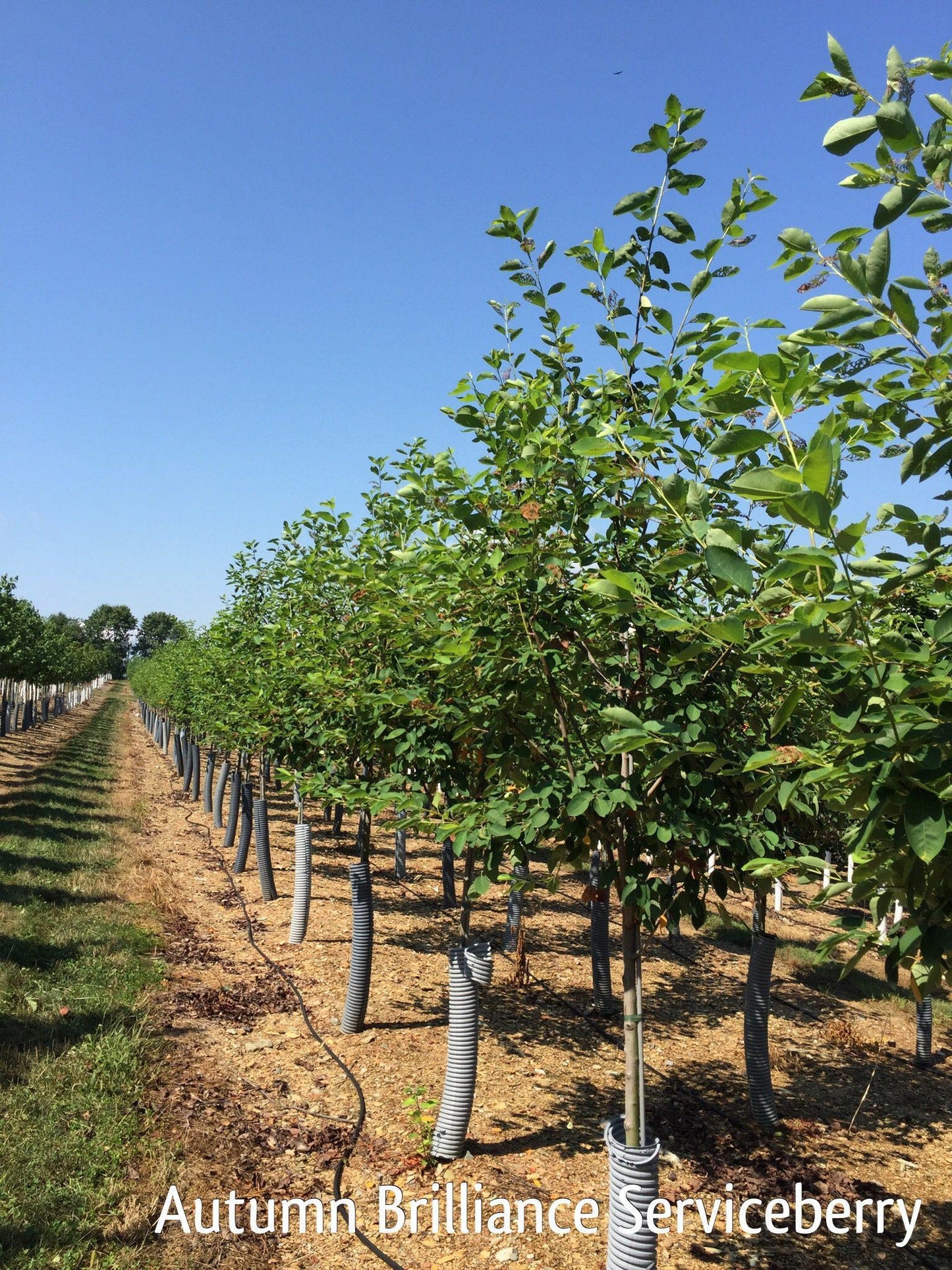 Amelanchier Grandiflora Autumn Brilliance Single Stem - View 5 from www redcrocus com