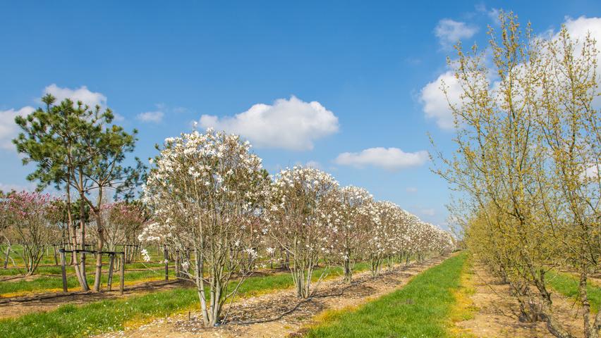 Magnolia Stellata 'royal Star' Single Stem - View 11 from www redcrocus com