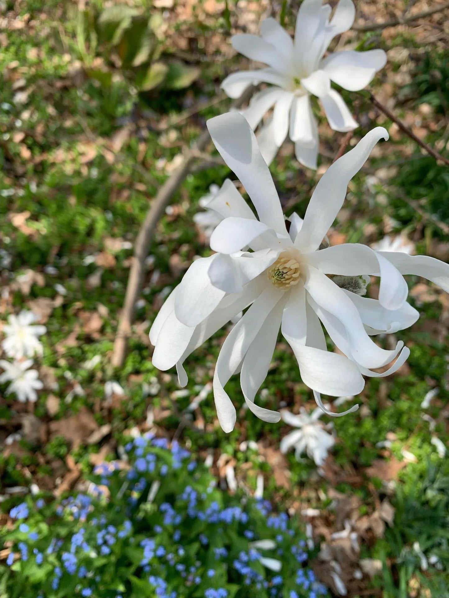 Magnolia Stellata 'royal Star' Single Stem - View 12 from www redcrocus com