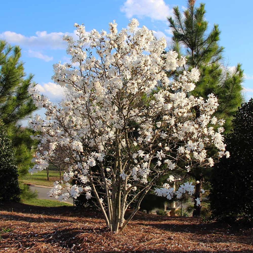 Magnolia Stellata 'royal Star' Single Stem - View 13 from www redcrocus com