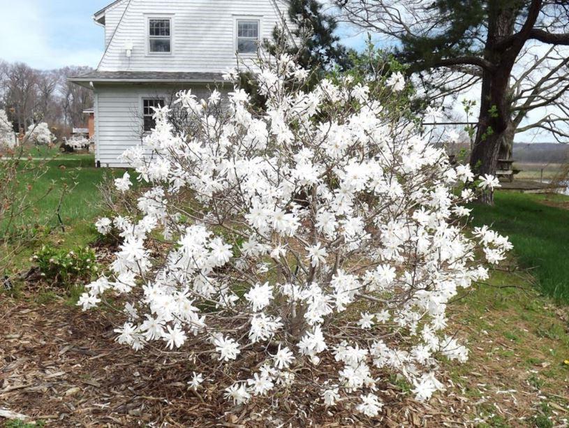 Magnolia Stellata 'royal Star' Single Stem - View 17 from www redcrocus com