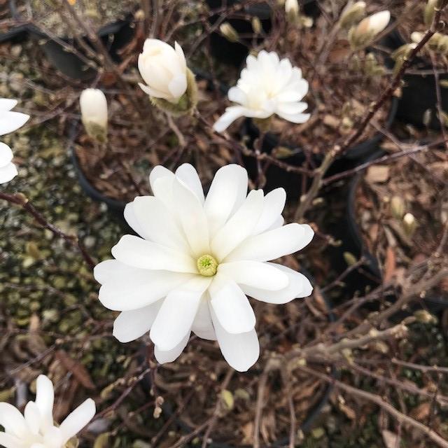 Magnolia Stellata 'royal Star' Single Stem - View 19 from www redcrocus com