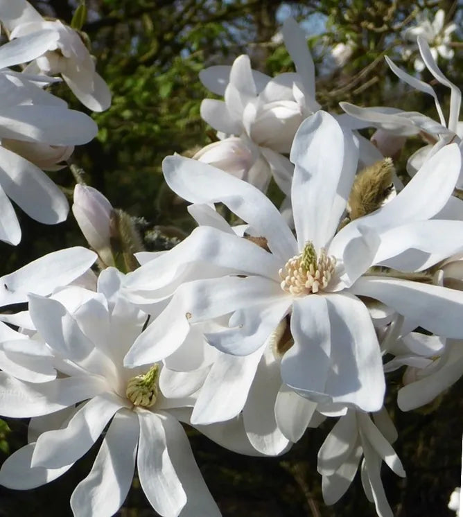 Magnolia Stellata 'royal Star' Single Stem - View 20 from www redcrocus com