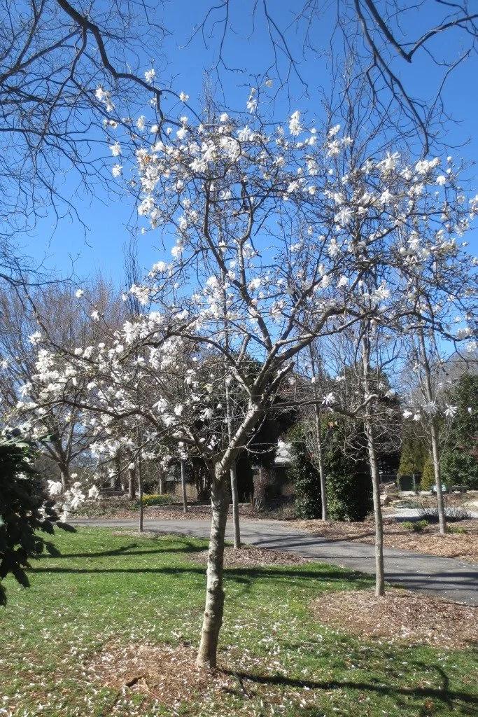 Magnolia Stellata 'royal Star' Single Stem - View 21 from www redcrocus com